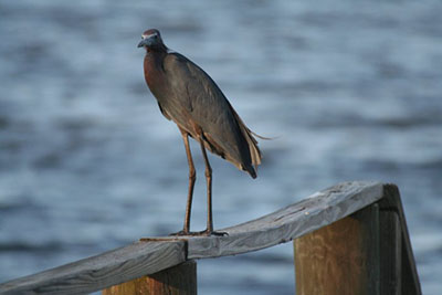 Florida Wildlife & Nature